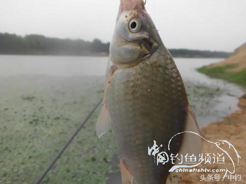 野河深秋降温后钓鲫鱼,冬钓鲫阴雨天怎样钓