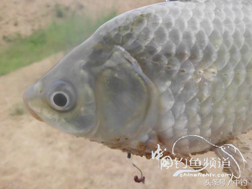野河深秋降温后钓鲫鱼,冬钓鲫阴雨天怎样钓