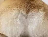 铲屎官考试难度,铲屎官等级考试