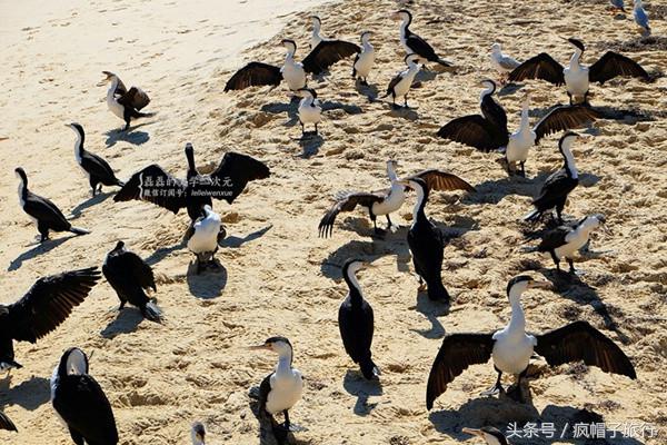 36个必须知道的澳洲旅行贴士,澳洲昆士兰州自由行攻略