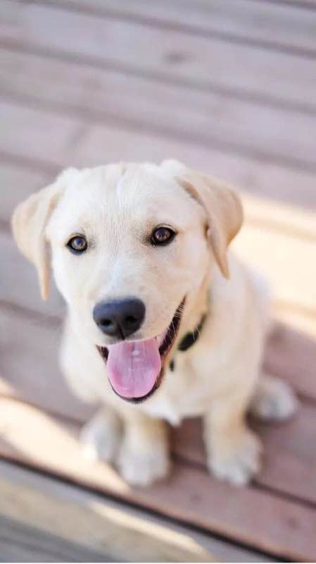 世界十大名犬排行榜第一是哪条狗,世界十大名犬姓名