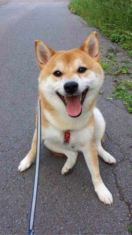 世界十大名犬排行榜第一是哪条狗,世界十大名犬姓名