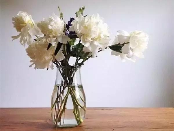 蟑螂老鼠蚊子苍蝇哪个最难对付,怎么对付蟑螂和蚊子和蚂蚁