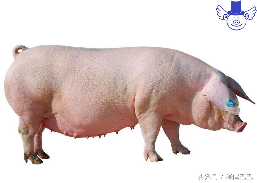 只有解决母猪返情这一大难题，才能保证自繁自养的效益！