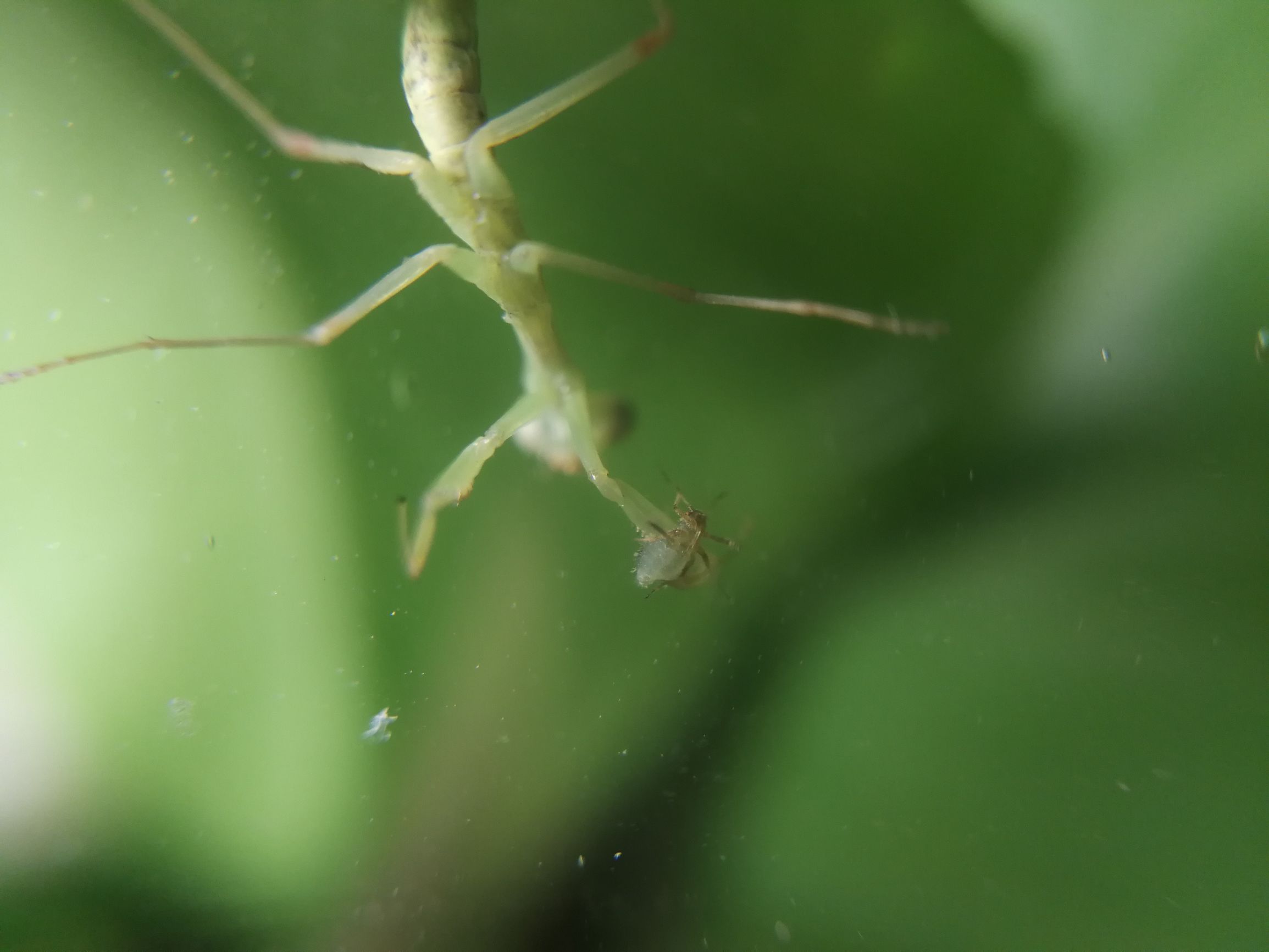 你见过迷你小螳螂吗,小螳螂吃小虫子吗