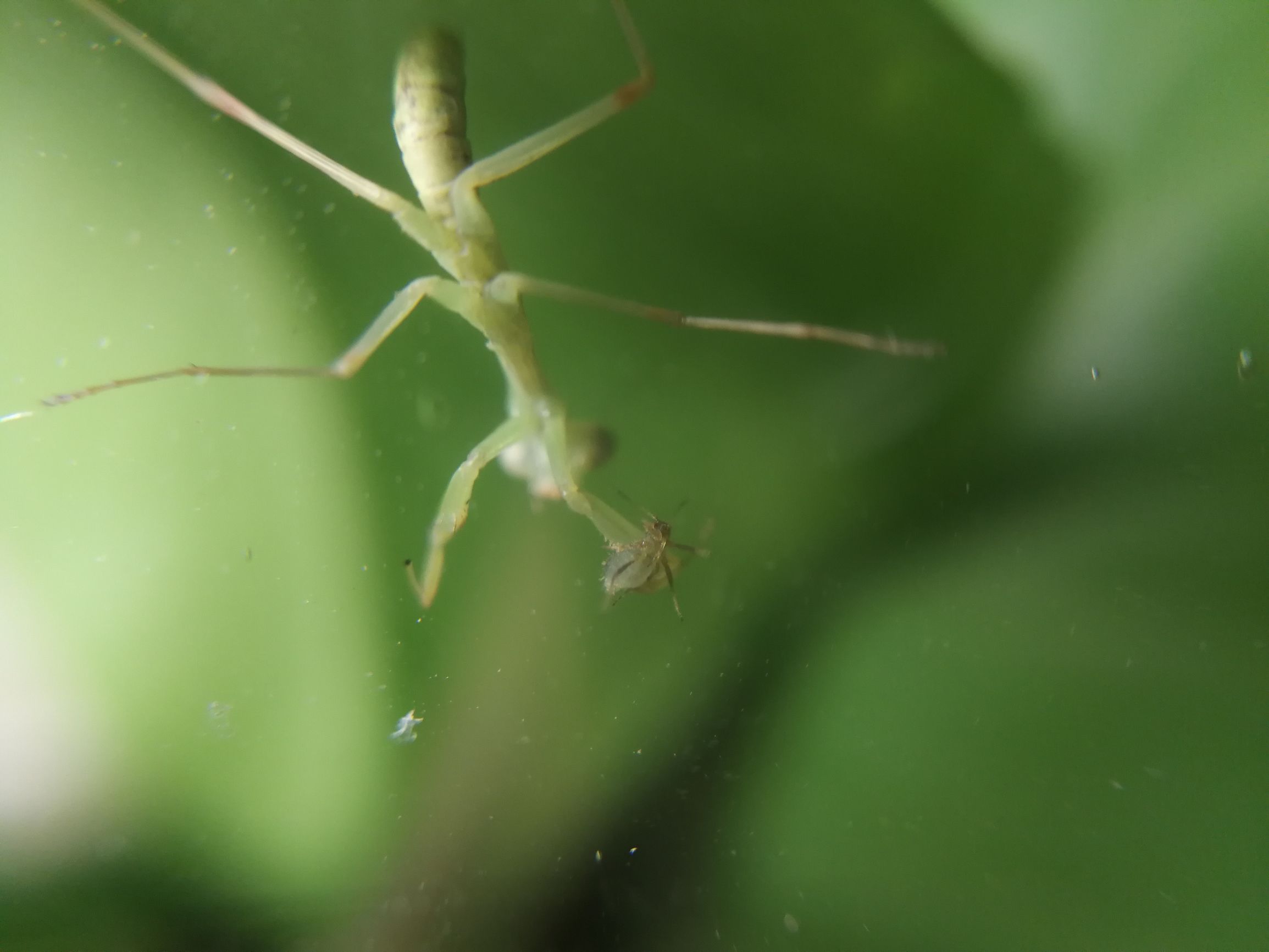 你见过迷你小螳螂吗,小螳螂吃小虫子吗