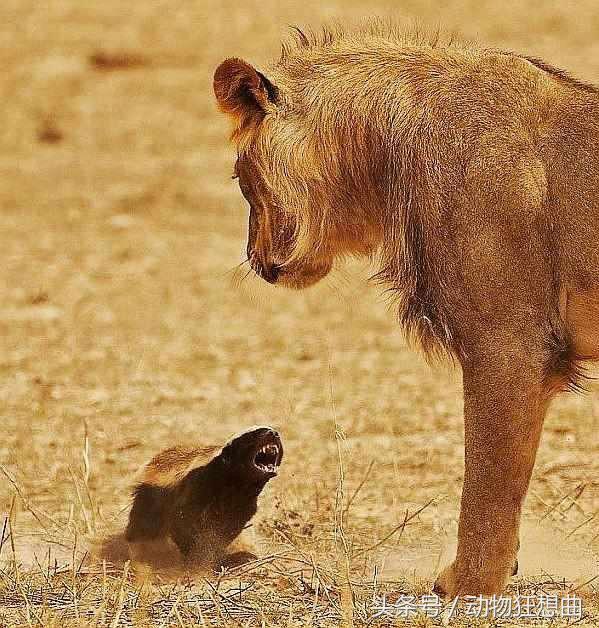 动物界杠把子平头哥，平头银发白披风，非洲大地我最凶