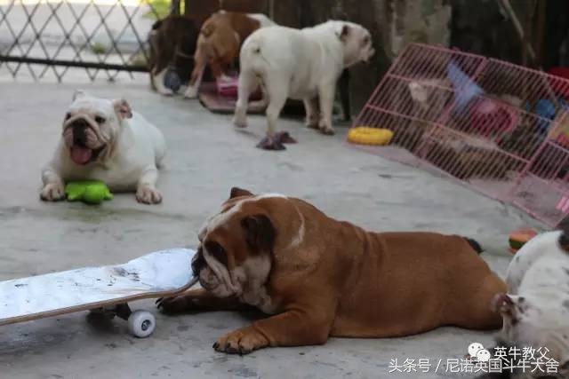 如何配一把便宜的斗牛犬,怎么用最少的钱买到黄金玛莎拉蒂