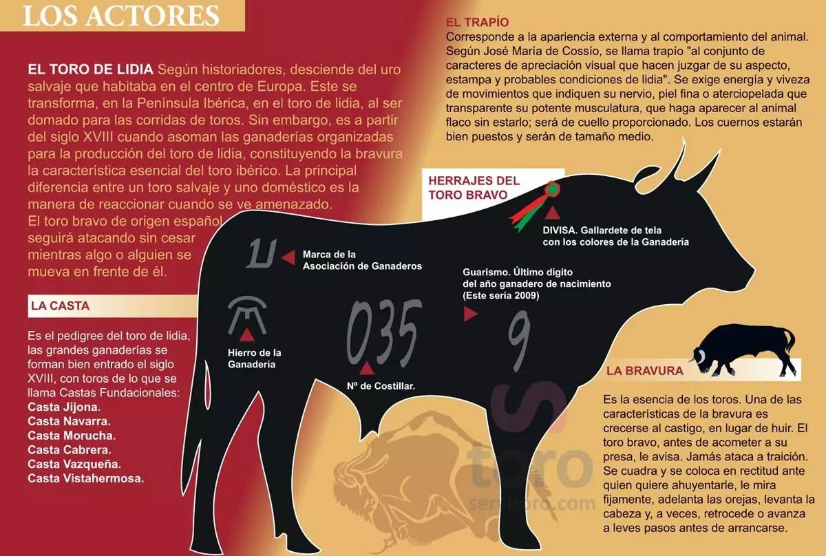 这只旷野露JJ黑牛是如何逆袭成西班牙文化符号的？认识板鸭圣斗牛
