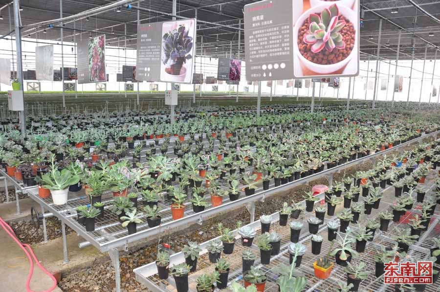 大山深处绽放美育之花新华社,大山深处自然生长而美丽的花