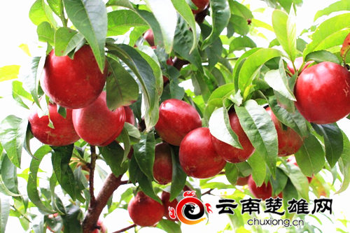 牟定安乐乡的山坡上有片“红果果”