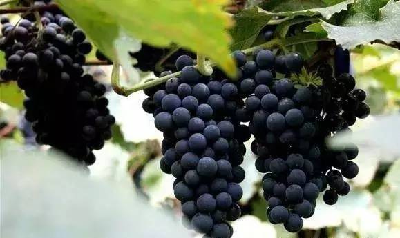 葡萄落花怎么调理,不易落花落果的葡萄品种