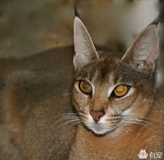 世界上最贵的十大宠物你知道几个 (最贵的宠物乌龟品种)