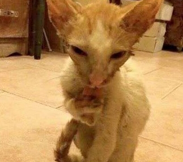 流浪小猫出车祸后，下巴严重脱臼变小怪物，直到好心人收养后！