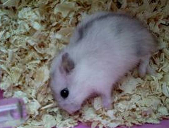 仓鼠骨折怎么防治视频播放,仓鼠骨折了怎么救助