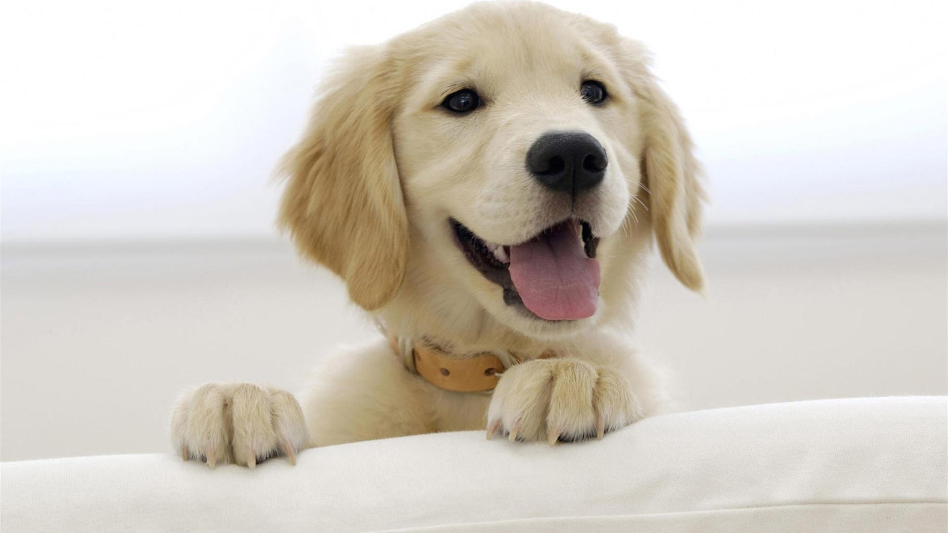 名字奇怪的宠物,好听又奇怪的狗狗名字