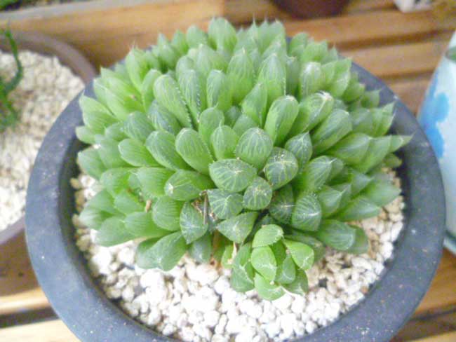 冰灯玉露防辐射彩色多肉植物,多肉植物冰灯玉露好养殖吗