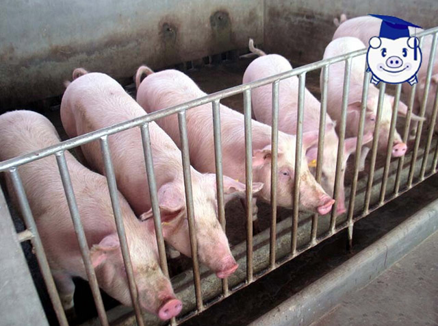 养猪人需要知道的养殖常识,养猪饲养管理