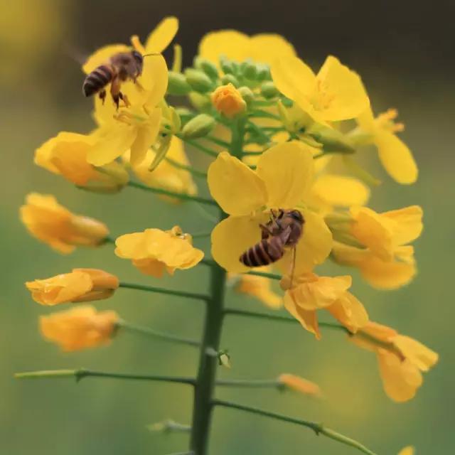 明珠楼白云山风景,白云山明珠楼