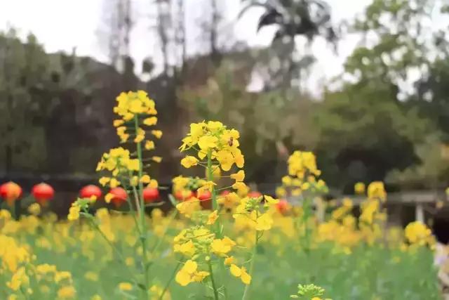 明珠楼白云山风景,白云山明珠楼