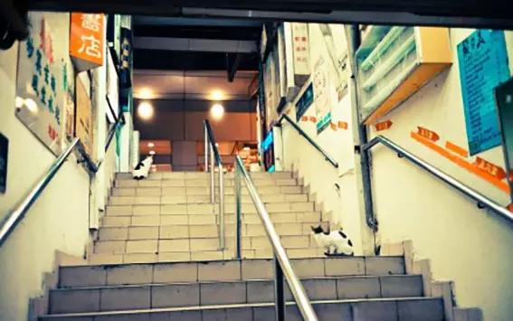 物道丨这家书店，养了33年的猫