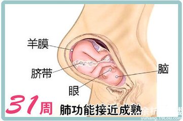 怀孕第31周：宝宝练习尿尿了