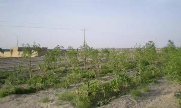 戈壁滩上种大枣,戈壁滩种枣