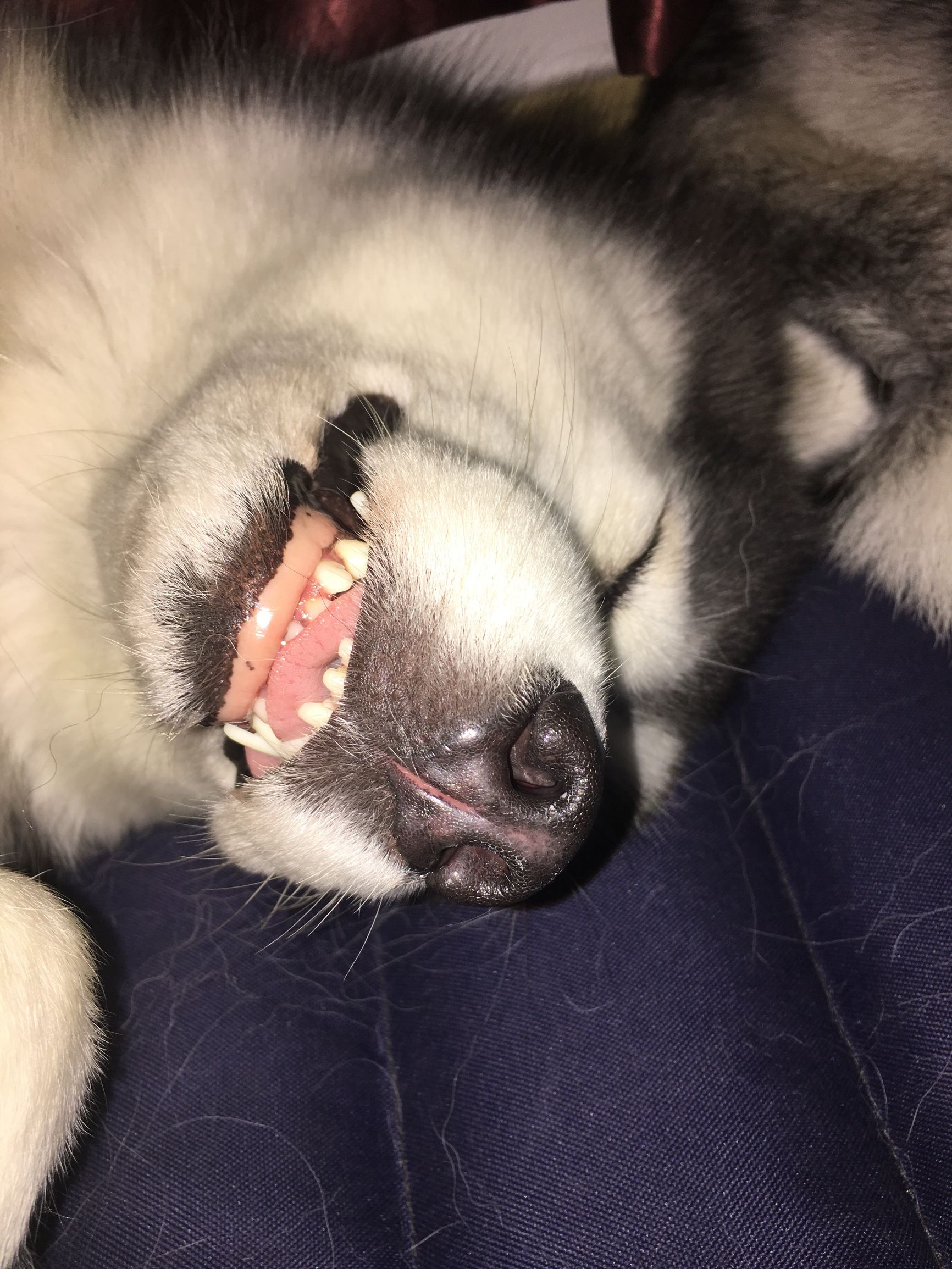 瀵逛笉璧蜂簩鍝堢殑鐪肩,瀵逛笉璧锋垜鐖变綘浜屽搱