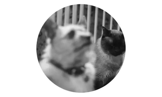 上海宠物领养阿拉斯加,上海宠物领养活动