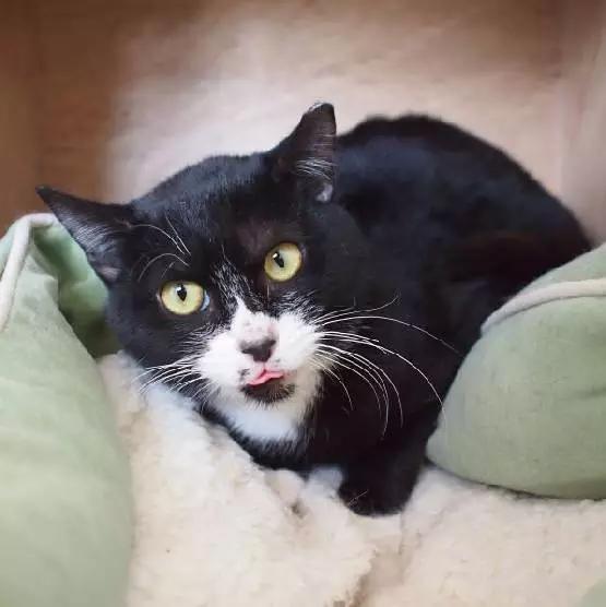 上海宠物领养阿拉斯加,上海宠物领养活动