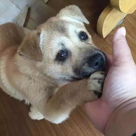 上海宠物领养阿拉斯加,上海宠物领养活动