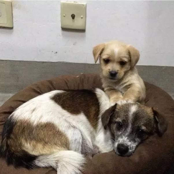 上海宠物领养阿拉斯加,上海宠物领养活动