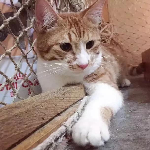 上海宠物领养阿拉斯加,上海宠物领养活动