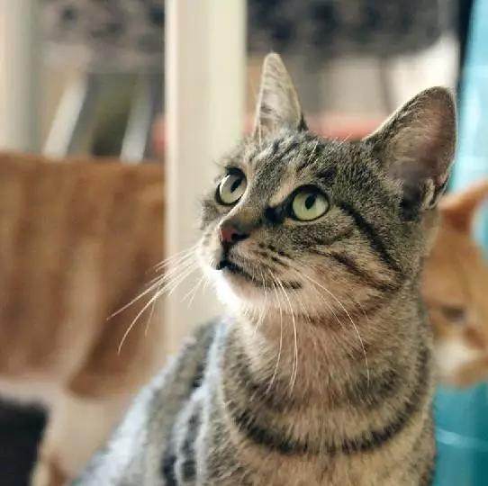 上海宠物领养阿拉斯加,上海宠物领养活动