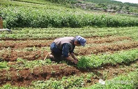 乖乖现在怎么样了,玛咖价格最新行情