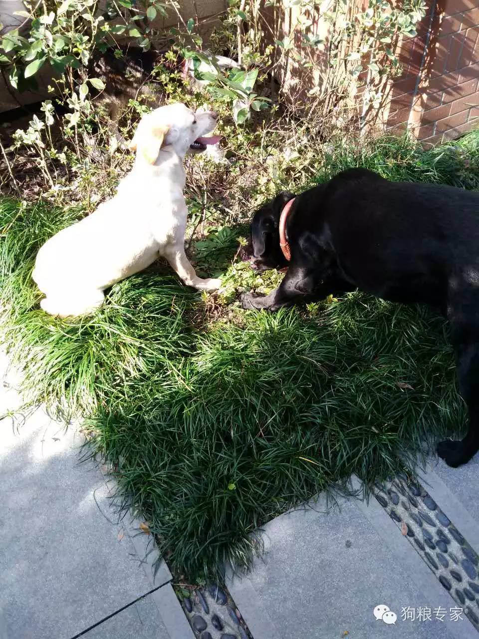 家庭寄养狗狗关注事项有哪些,国内外狗狗寄养环境最好的