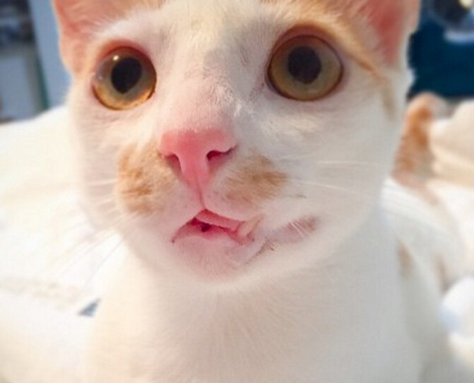 流浪小猫出车祸后，下巴严重脱臼变小怪物，直到好心人收养后！