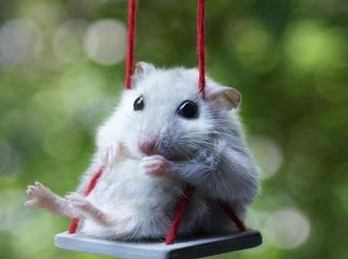 仓鼠骨折怎么防治视频播放,仓鼠骨折了怎么救助