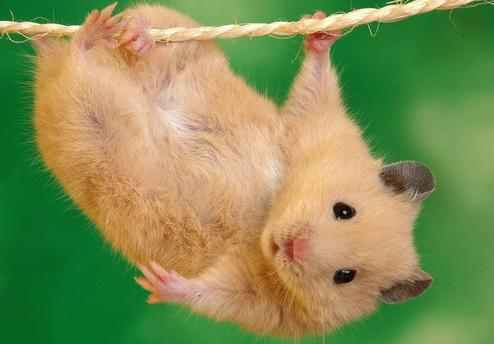 仓鼠骨折怎么防治视频播放,仓鼠骨折了怎么救助