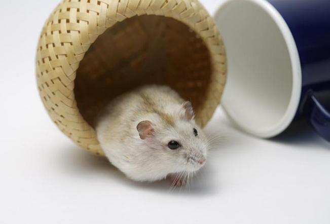 仓鼠骨折怎么防治视频播放,仓鼠骨折了怎么救助