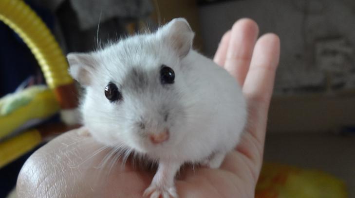 仓鼠骨折怎么防治视频播放,仓鼠骨折了怎么救助