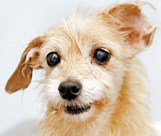 狗狗清理耳道的正确方法,怎么帮狗狗清理口腔