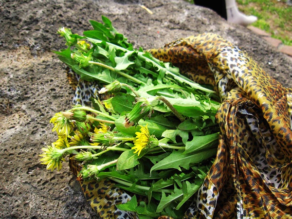 江西赣州春天野菜有哪些,赣南春天野菜