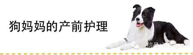 狗妈妈坐月子,狗妈妈跟狗宝宝月子怎么护理