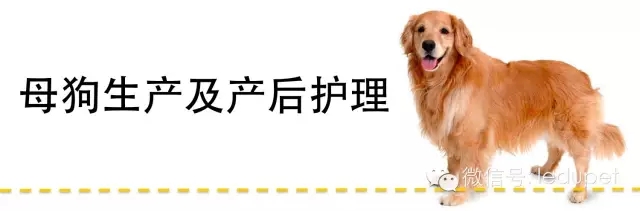 狗妈妈坐月子,狗妈妈跟狗宝宝月子怎么护理