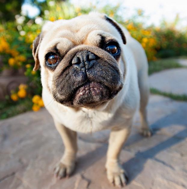 每个人的星座都有什么,十二星座适合养什么