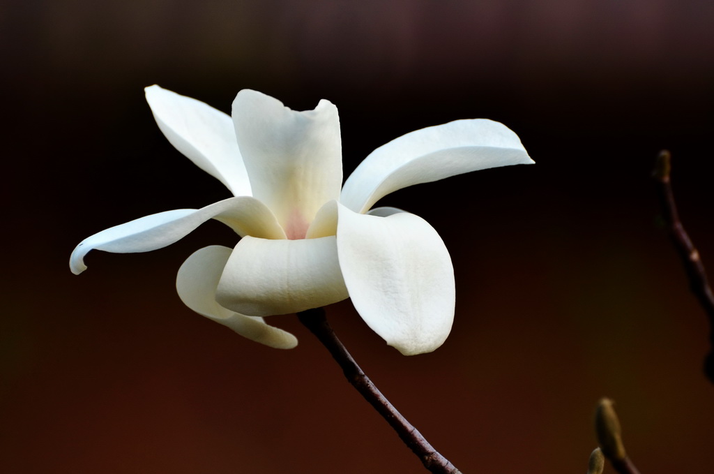 白玉兰为什么只长叶子不开花,白玉兰只长叶子不开花