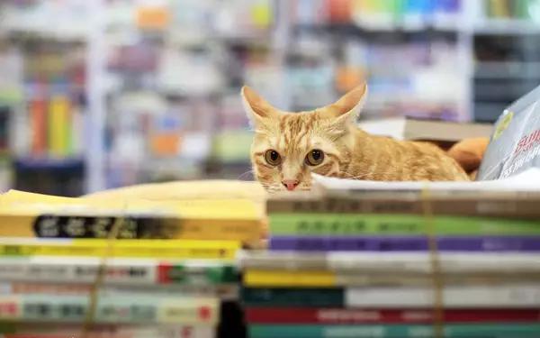 物道丨这家书店，养了33年的猫