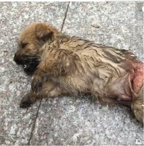 狗狗被撞之后呼吸困难粗重,狗狗被撞以后身上发出恶臭