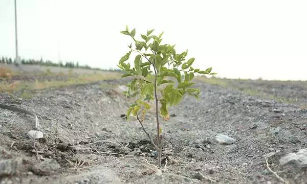 戈壁滩上种大枣,戈壁滩种枣